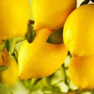5 Villafranca Lemon Seeds for Garden Planting