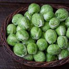 500 Dagan Brussels Sprouts Seeds for Garden Planting