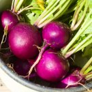500 Royal Purple Radish Seeds for Garden Planting