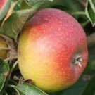 25 Court Pendu Plat Apple Seeds for Garden Planting
