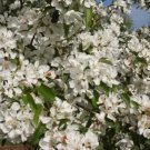 25 Donald Wyman Crabapple Seeds for Garden Planting