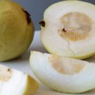 50 Sweet White Indonesia Guava Seeds for Garden Planting