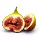 100 Brown Turkey Fig Seeds for Garden Planting