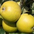 25 American Mother Apple Seeds for Garden Planting