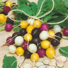 500 Halloween Mix Radish Seeds for Garden Planting