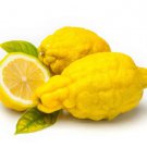 5 Dorshapo Lemon Seeds for Garden Planting
