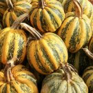 25 American Tondo Pumpkin Seeds for Garden Planting