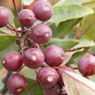 25 Profusion Crabapple Seeds for Garden Planting
