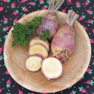 500 Marian Rutabaga Seeds for Garden Planting
