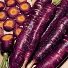 1000 Purple Dragon Carrot Seeds for Garden Planting