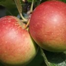 25 Braeburn Apple Seeds for Garden Planting