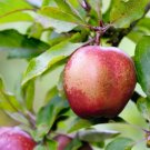 25 Wisley Crab Crabapple Seeds for Garden Planting