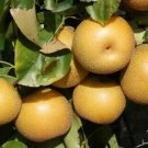 25 Hosui Pear Seeds for Garden Planting