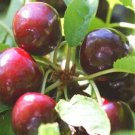 10 Hertford Cherry Seeds for Garden Planting