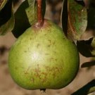 25 Old Home Pear Seeds for Garden Planting