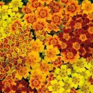 25 Starfire Mix Marigold Seeds for Garden Planting