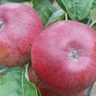 25 Kingston Black Apple Seeds for Garden Planting