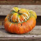 25 Turk's Turban Gourd Squash Seeds for Garden Planting