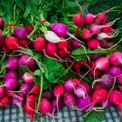 500 Easter Egg Radish Seeds for Garden Planting