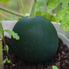 50 Sugar Baby Watermelon Seeds for Garden Planting