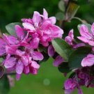 25 Harry Baker Crabapple Seeds for Garden Planting