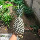 15 Panare Pineapple Seeds for Garden Planting