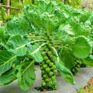 500 Long Island Brussels Sprouts Seeds for Planting
