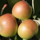 25 Dunkerton's Late Apple Seeds for Garden Planting