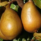 25 Baronne de Mello Pear Seeds for Garden Planting