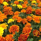 25 Bonanza Mix Marigold Seeds for Garden Planting