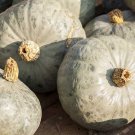 25 Blue Prince Pumpkin Seeds for Garden Planting