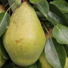 25 Pitmaston Duchess Pear Seeds for Garden Planting