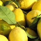5 Corsican Citron Lemon Seeds for Garden Planting