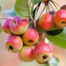 25 Gorgeous Crabapple Seeds for Garden Planting
