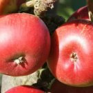 25 Flamenco Apple Seeds for Garden Planting