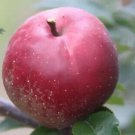 25 Redfield Apple Seeds for Garden Planting