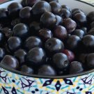 10 Sand Cherry Seeds for Garden Planting