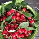10 Meteor Cherry Seeds for Garden Planting