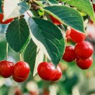 10 Evans Cherry Seeds for Garden Planting