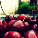 10 Ulster Cherry Seeds for Garden Planting