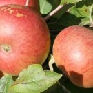 25 Chisel Jersey Apple Seeds for Garden Planting