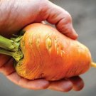 1000 Oxheart Carrot Seeds for Garden Planting