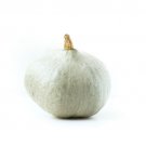 25 Blue Ballet Squash Seeds for Garden Planting