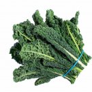 500 Black (Tuscan) Cabbage Seeds for Garden Planting