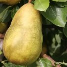 25 Gorham Pear Seeds for Garden Planting