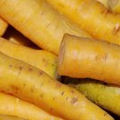 1000 Solar Yellow Carrot Seeds for Garden Planting