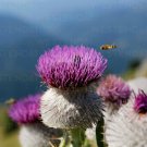 200 Woolly Thistle Seeds for Garden Planting