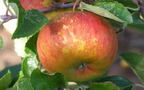 25 Pixie Apple Seeds for Garden Planting