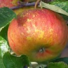 25 Pixie Apple Seeds for Garden Planting