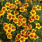 25 Naughty Marietta Marigold Seeds for Garden Planting